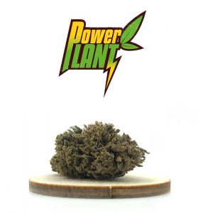 POWER PLANT - FLEURS DE CBD - KANEEP