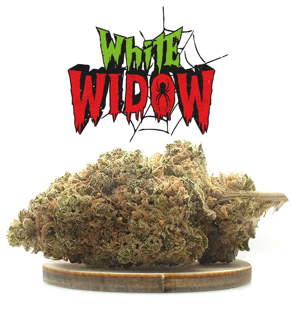 WHITE WIDOW - FLEURS DE CBD - KANEEP