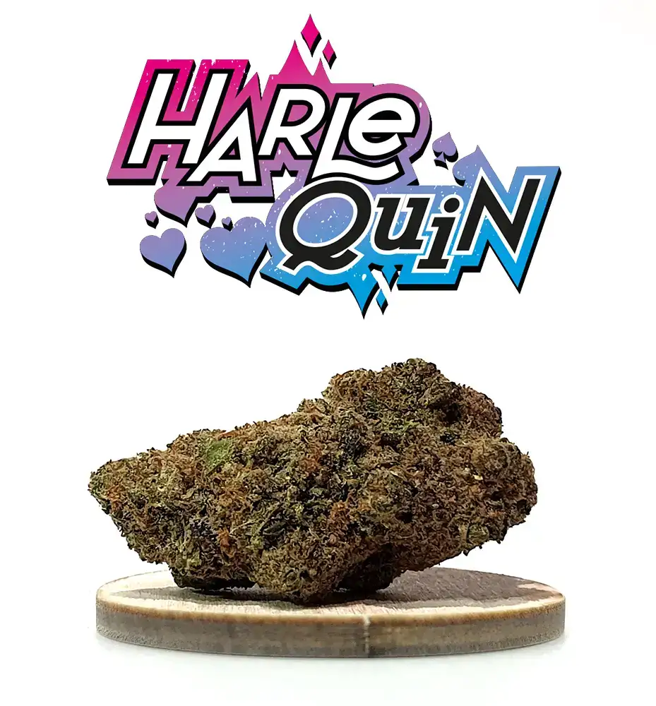 HARLEQUIN INDOOR CBD